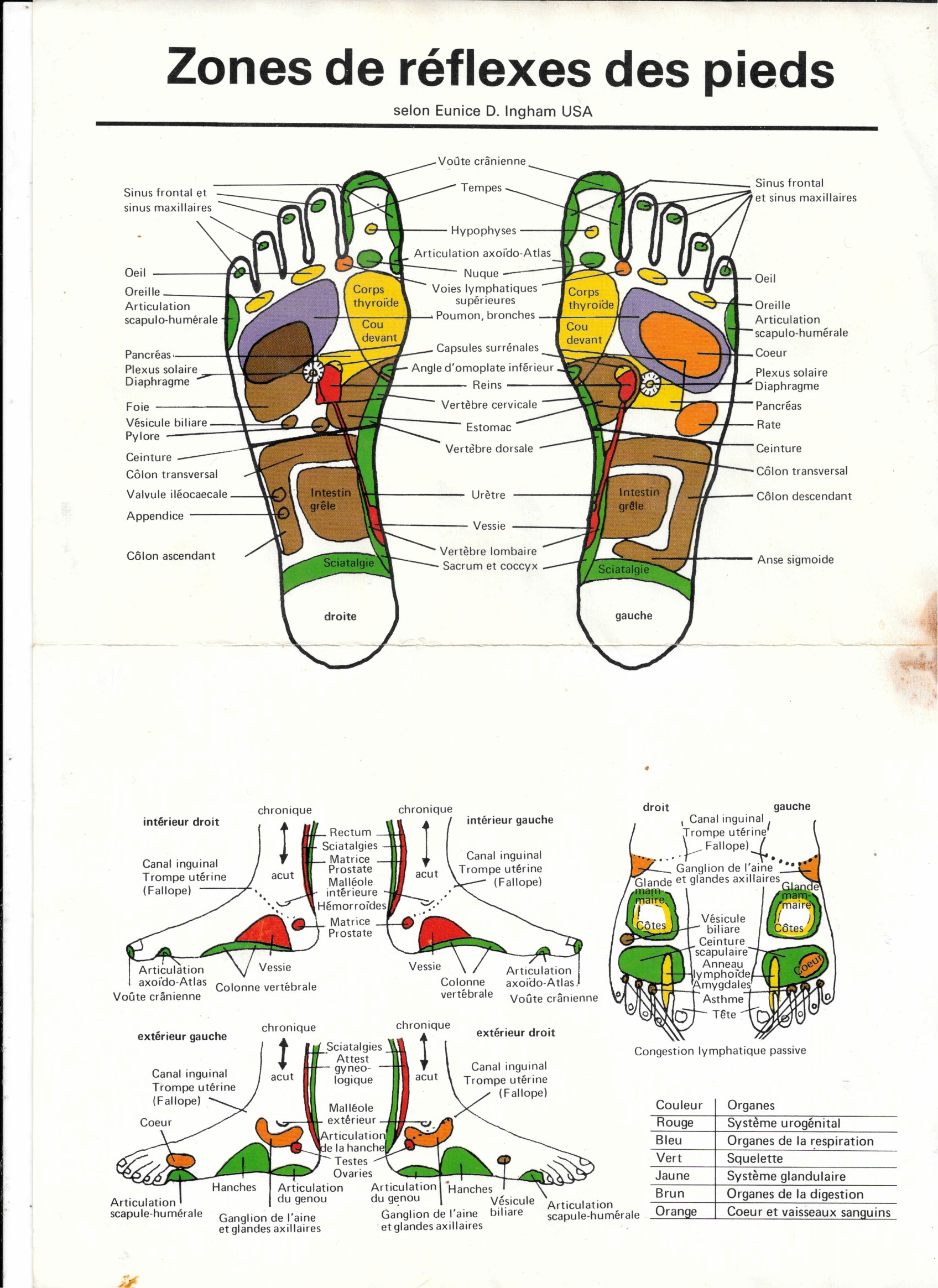 Les zones de réflexologie des pieds selon Eunice D. Ingham